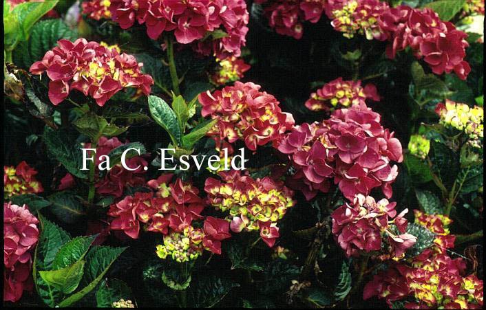 Hydrangea macrophylla 'Merveille Sanguine'