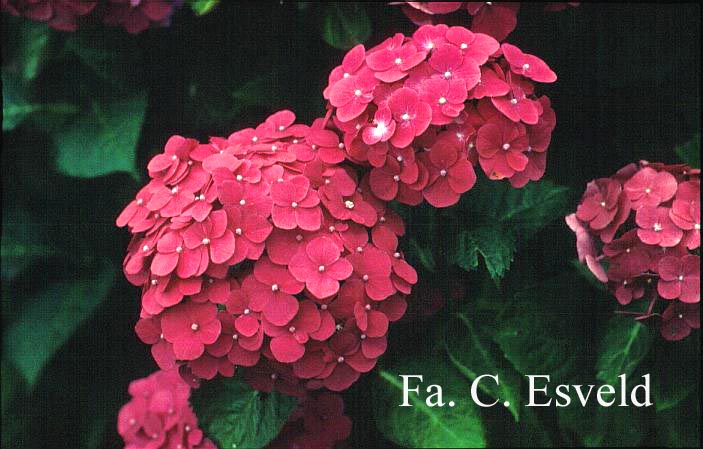Hydrangea macrophylla 'Mme. G.J. Bier'