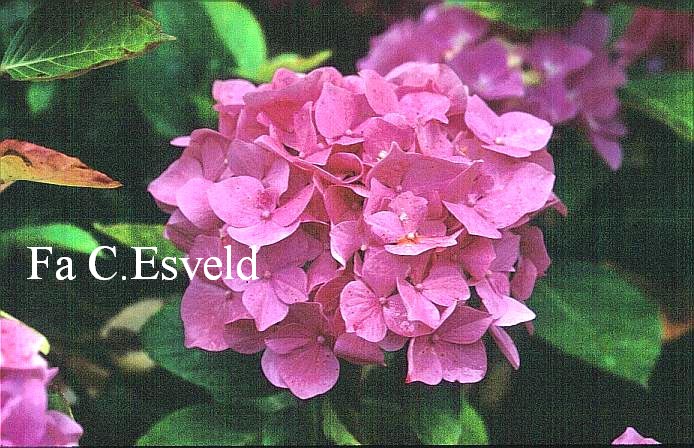 Hydrangea macrophylla 'Mme. J. de Smedt'