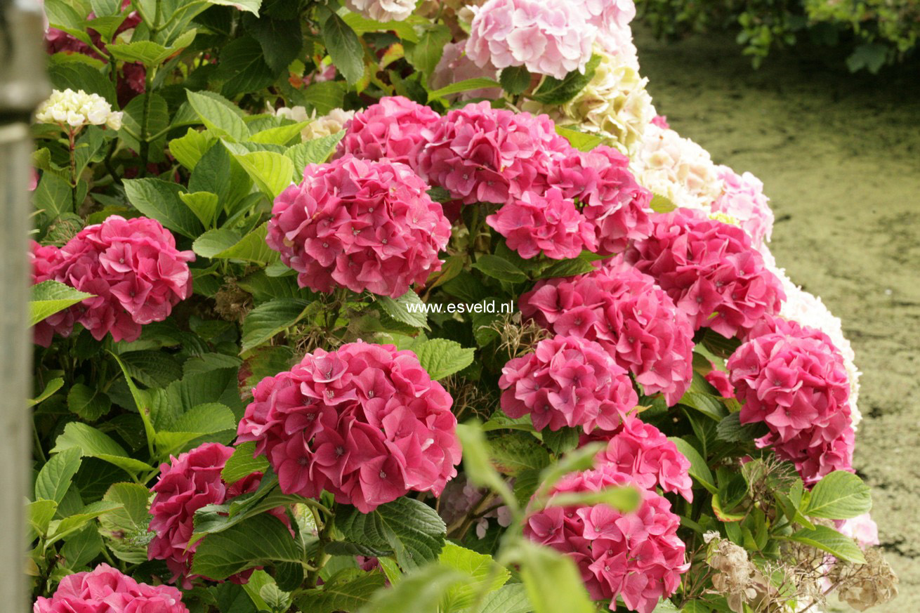 Hydrangea macrophylla 'Moritzburg' (SAXON)