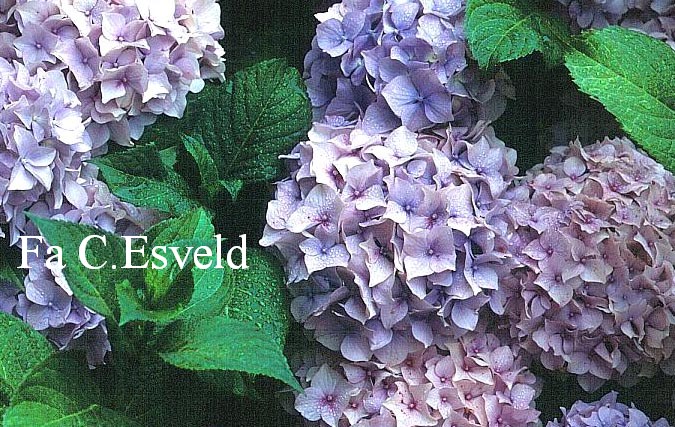Hydrangea macrophylla 'Niedersachsen'