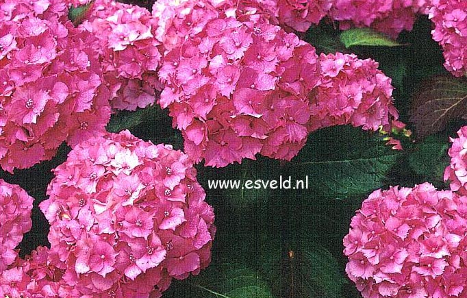 Hydrangea macrophylla 'Paris'