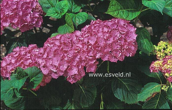 Hydrangea macrophylla 'Parzifal'