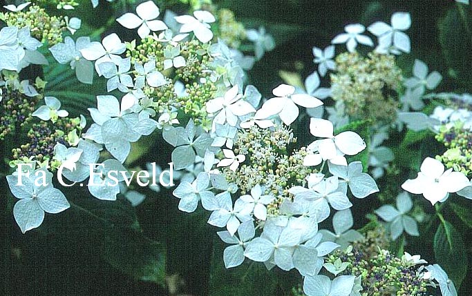 Hydrangea macrophylla 'Pengwyn'