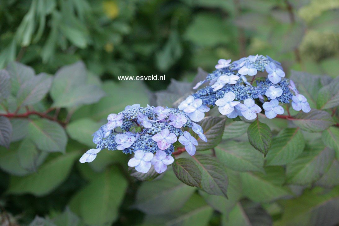 Hydrangea macrophylla 'Phiim' (TWIST-N-SHOUT)