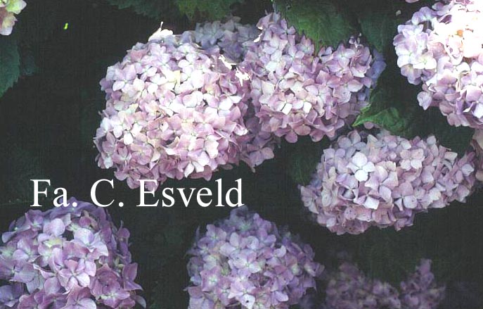 Hydrangea macrophylla 'Pink Princess'