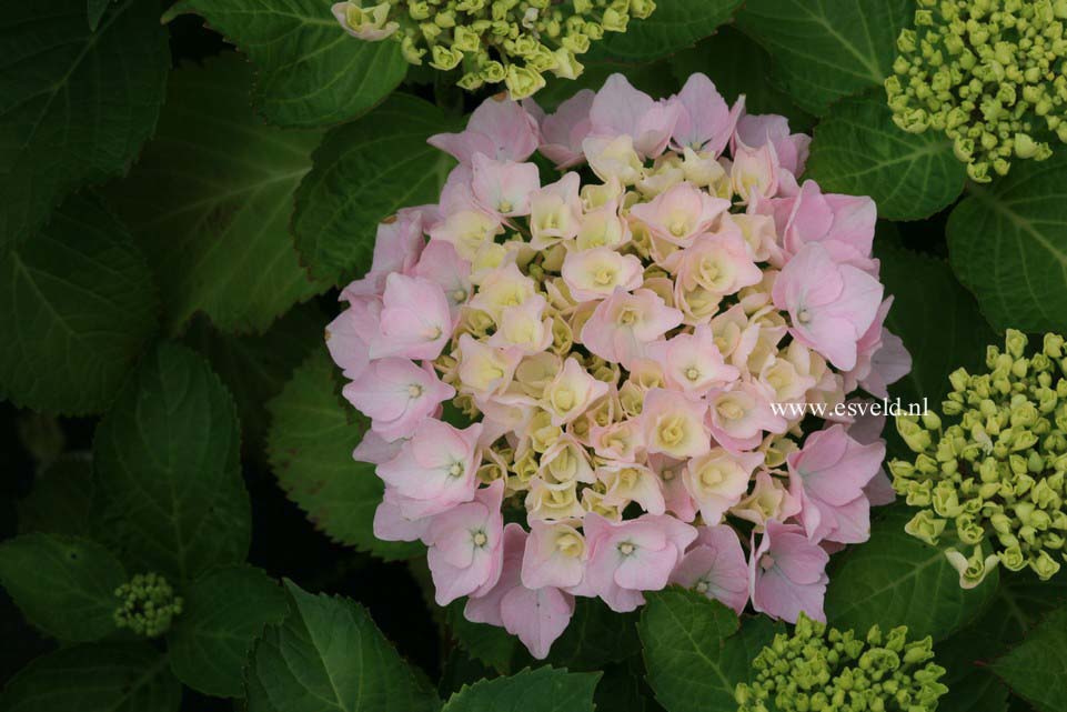 Hydrangea macrophylla 'Pink Wonder' (EVERBLOOM)