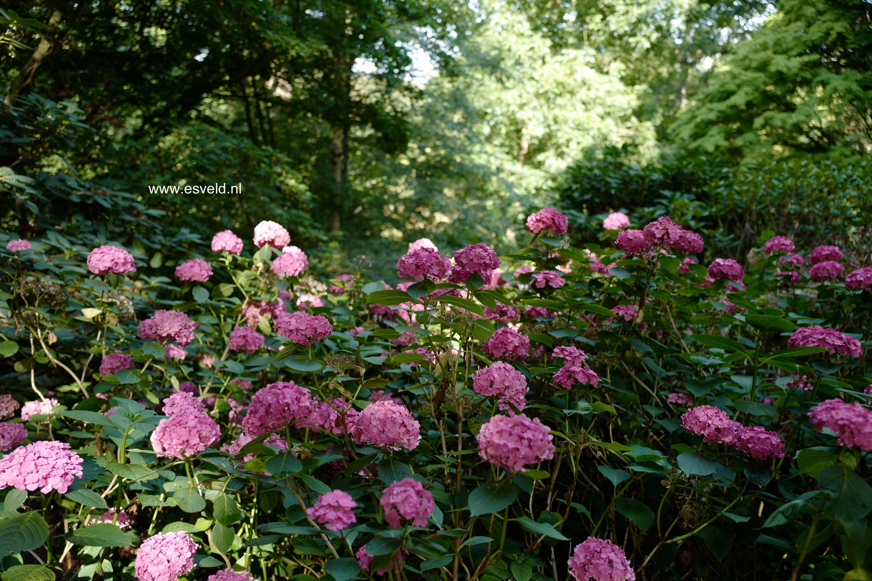 Hydrangea macrophylla 'Prinses Beatrix'