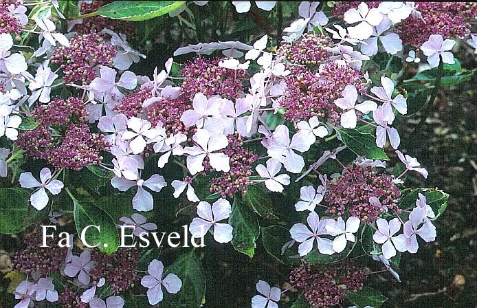 Hydrangea macrophylla 'Quadricolor'