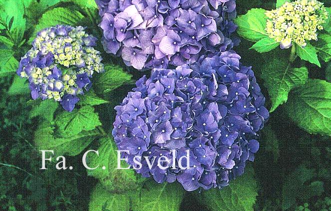 Hydrangea macrophylla 'R.F. Felton'