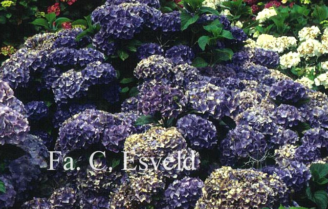 Hydrangea macrophylla 'Renate Steiniger'