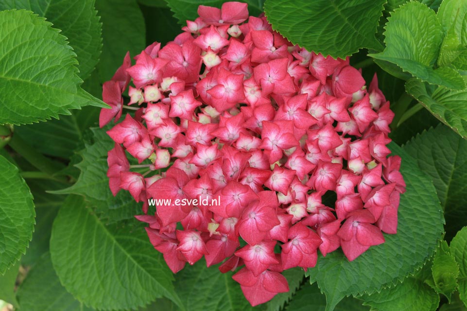Hydrangea macrophylla 'Rheinland'