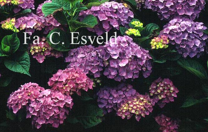 Hydrangea macrophylla 'Rigi'