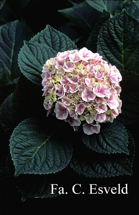 Hydrangea macrophylla 'Sensation 75' (syn. 'Harlequin')