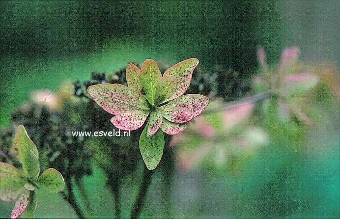 Hydrangea macrophylla 'Shamrock'
