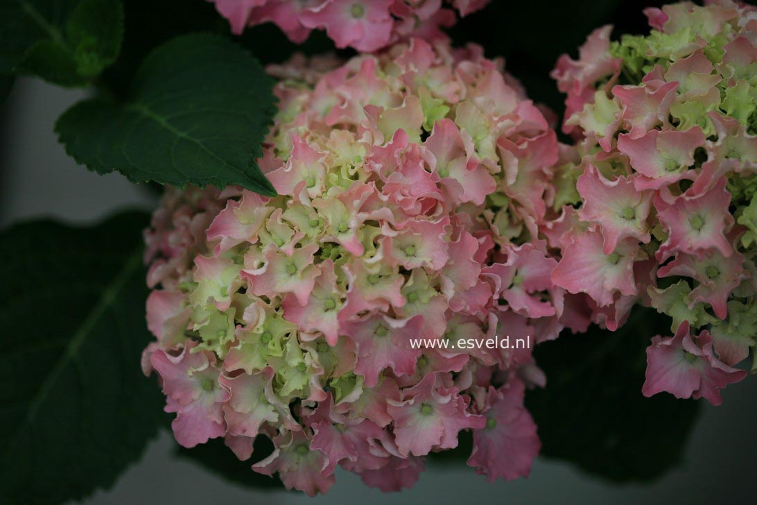 Hydrangea macrophylla 'Spike' (BEAUTENSIA)