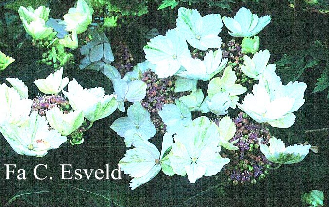 Hydrangea macrophylla 'Stourton Lace'