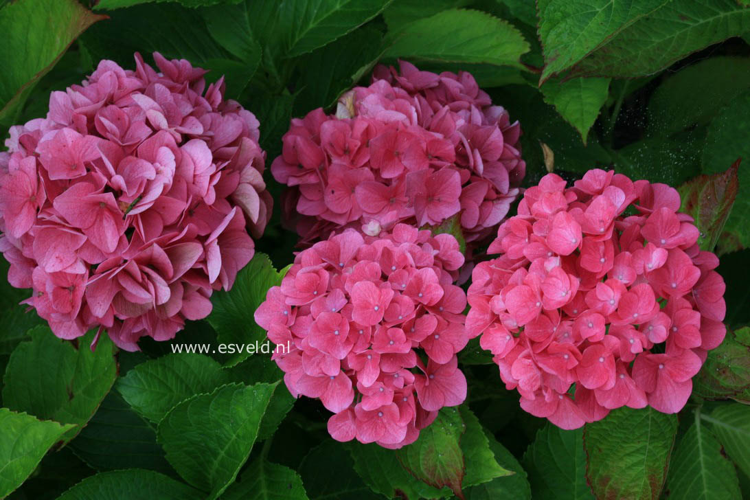 Hydrangea macrophylla 'Stratford'