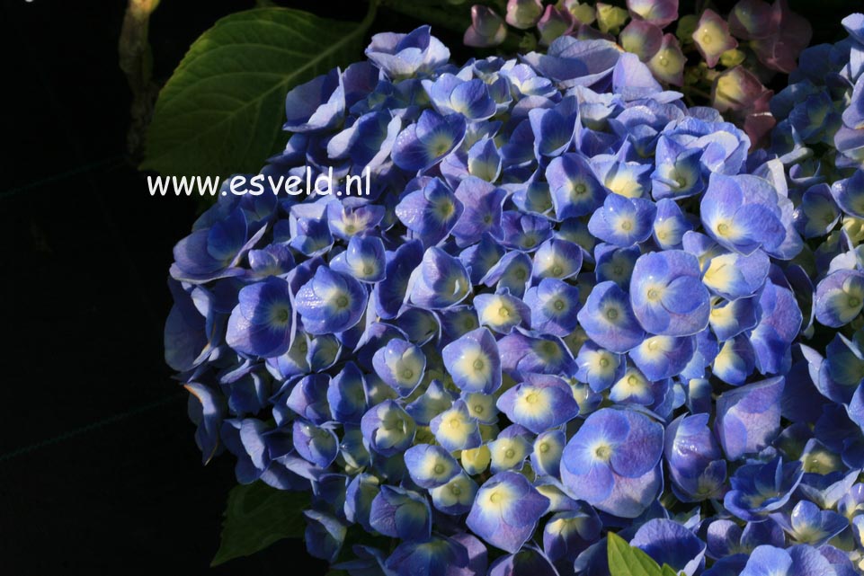 Hydrangea macrophylla 'Superbowl'