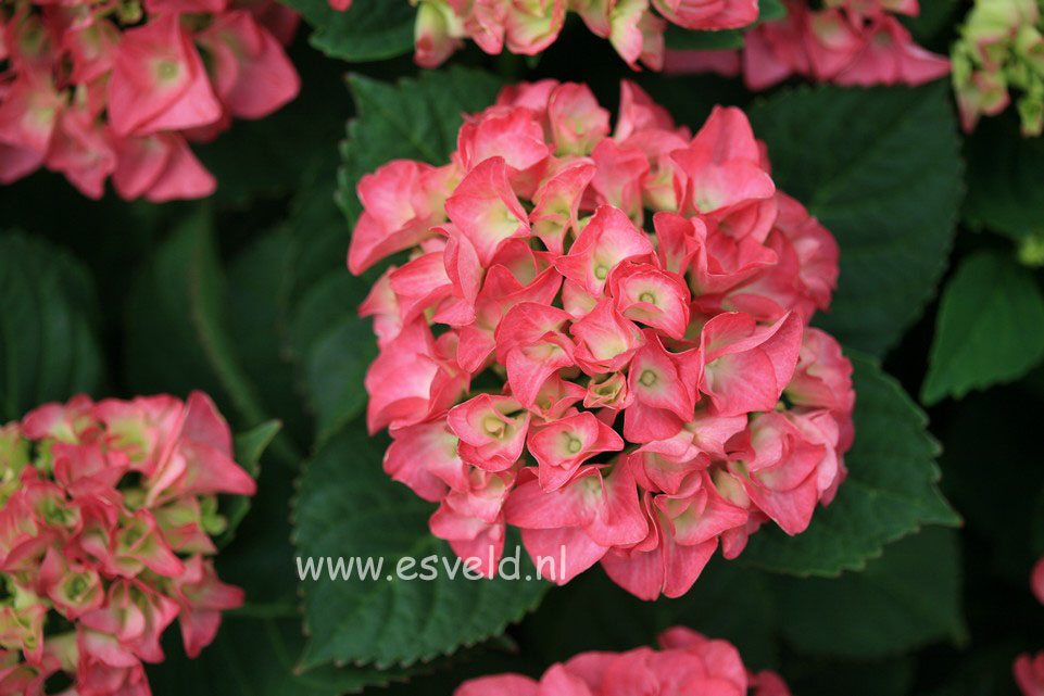 Hydrangea macrophylla 'Sweet Dreams'