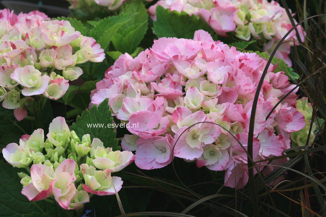 Hydrangea macrophylla 'Sweet Fantasy' (HOVARIA)