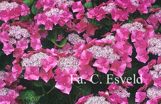 Hydrangea macrophylla 'Taube'