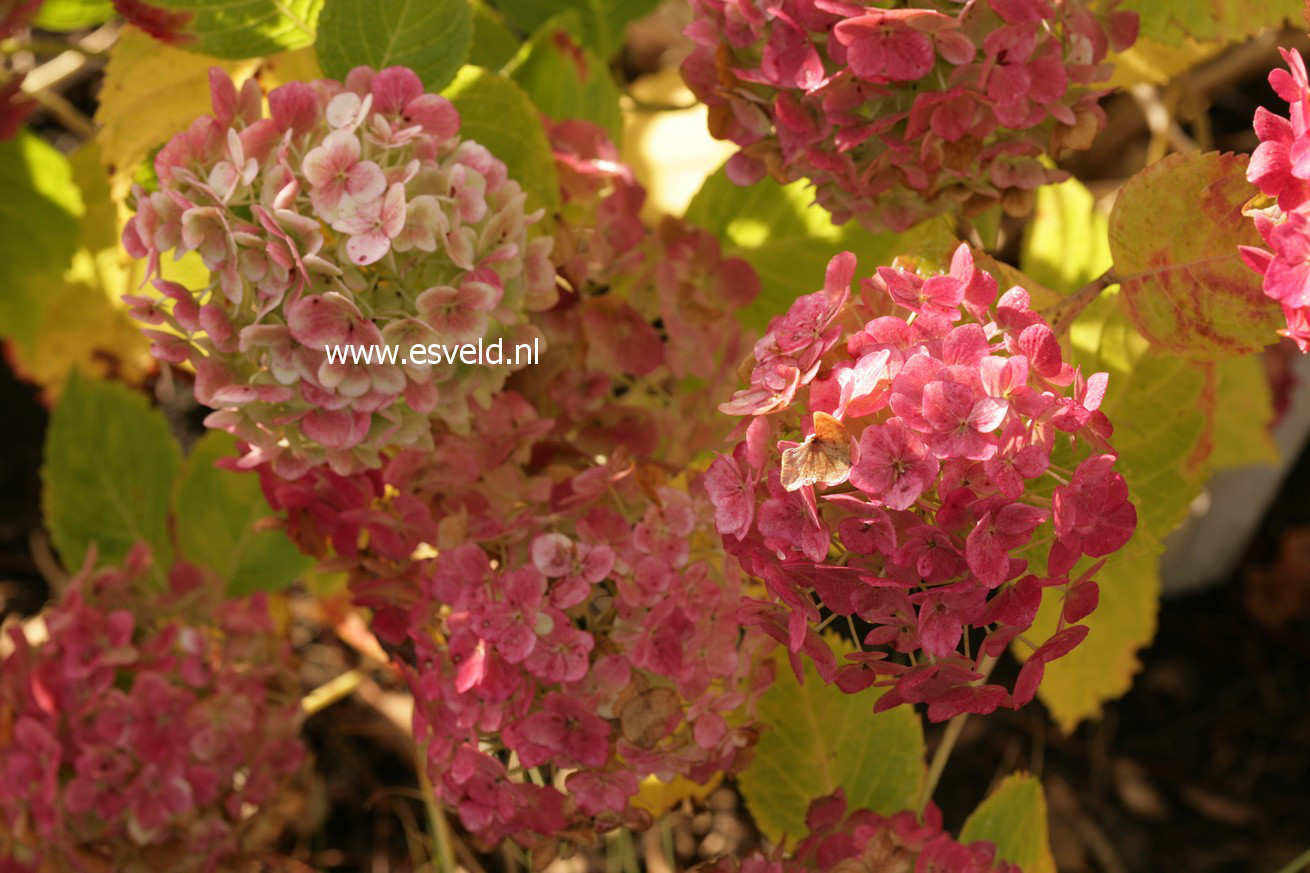 Hydrangea macrophylla 'The Bride' (ENDLESS SUMMER)