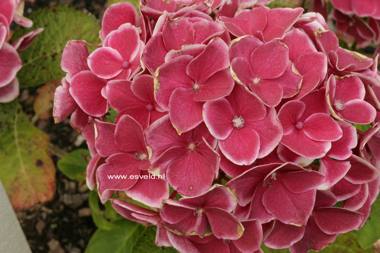 Hydrangea macrophylla 'Tivoli'