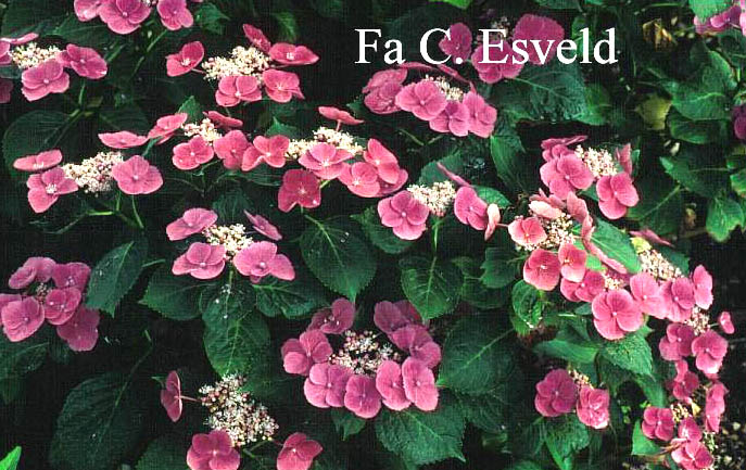 Hydrangea macrophylla 'Zaunkoenig'