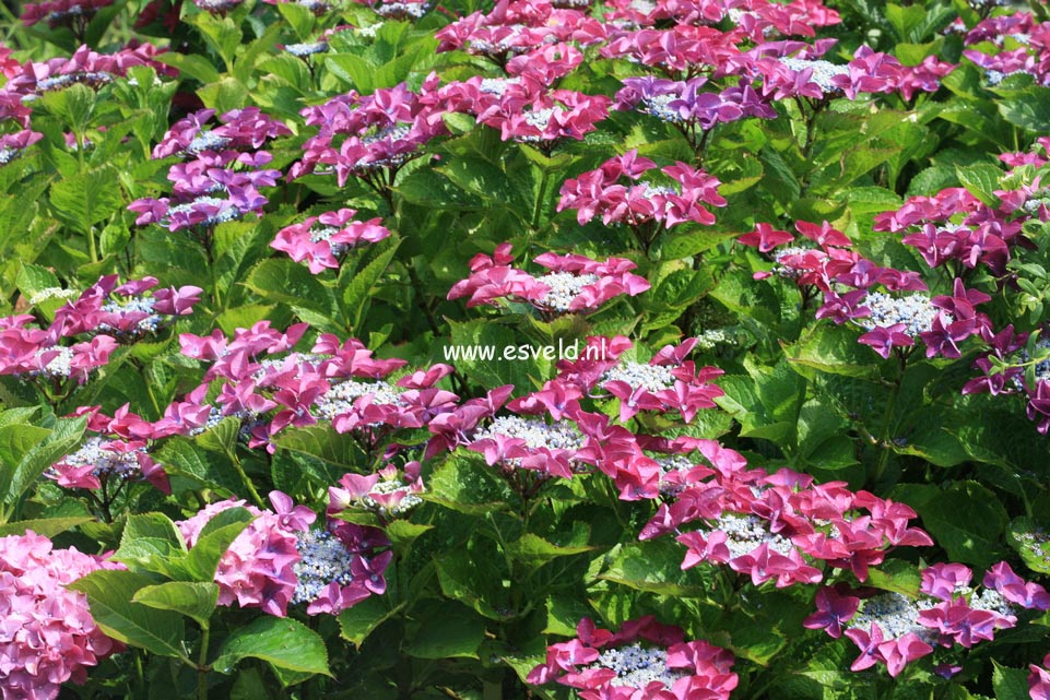 Hydrangea macrophylla 'Zeisig'