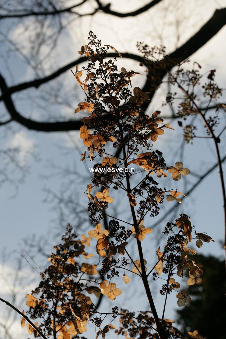 Hydrangea paniculata 'Big Ben'
