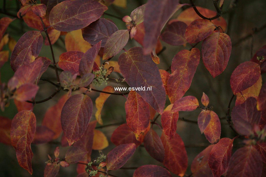 Hydrangea paniculata 'Bobo'