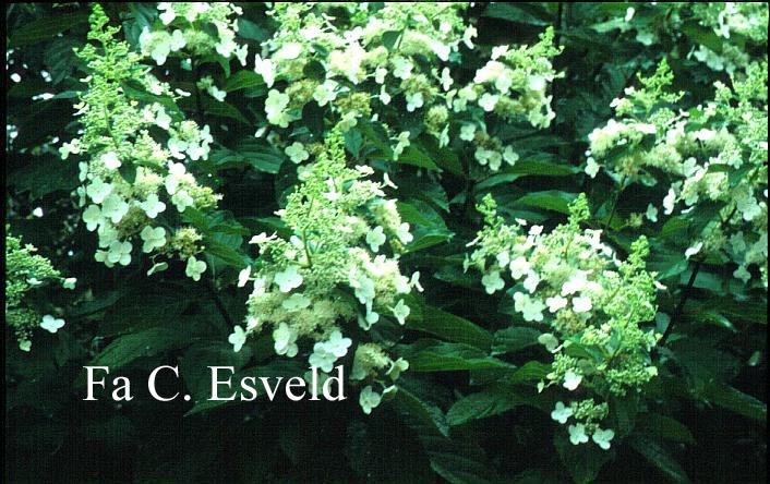 Hydrangea paniculata 'Greenspire'