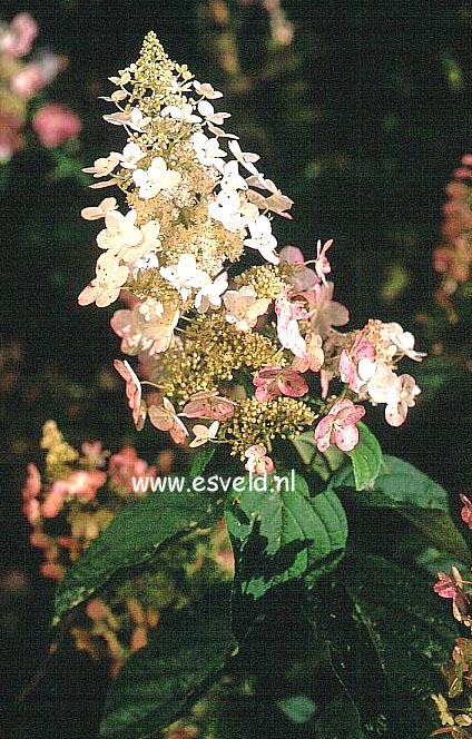 Hydrangea paniculata 'Last Post'