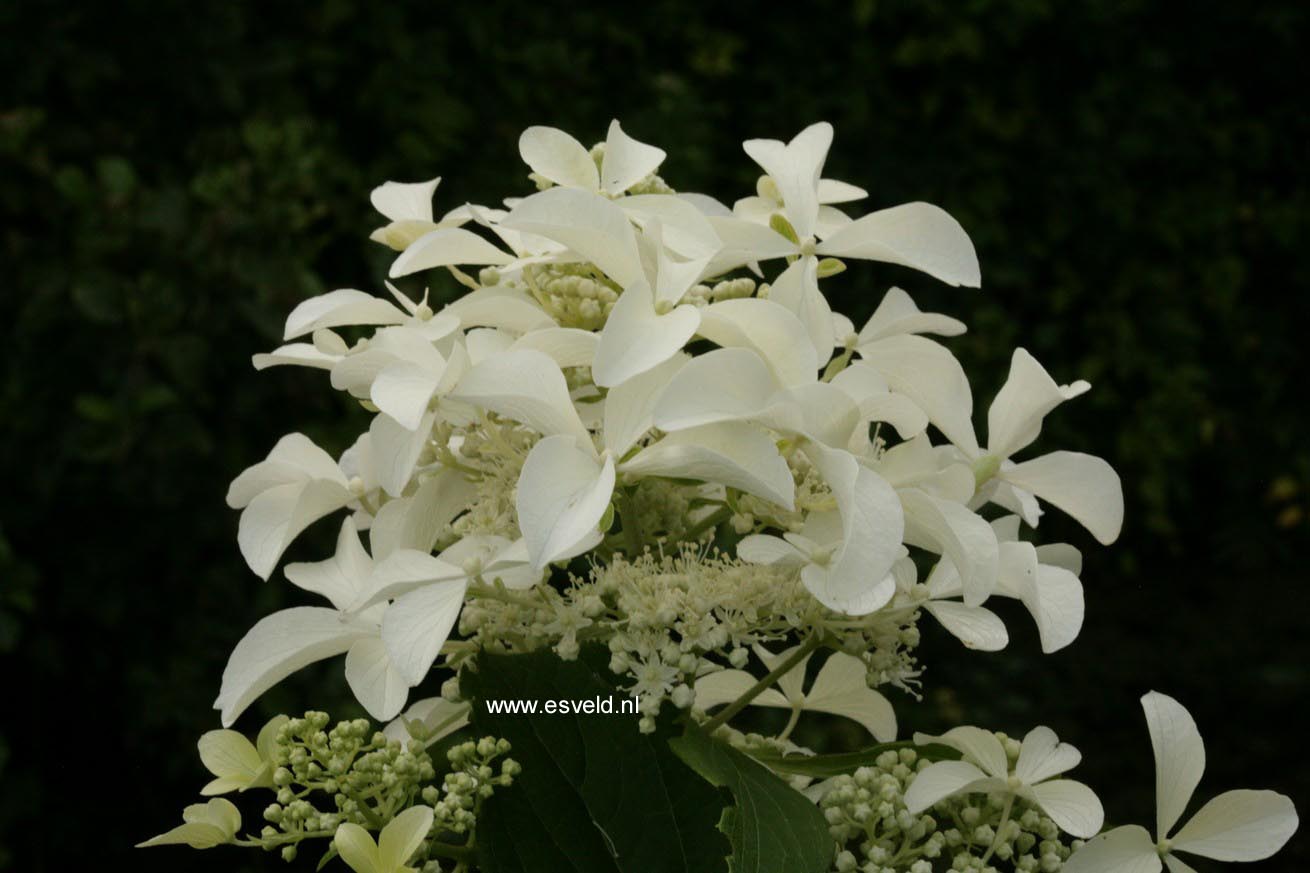 Hydrangea paniculata 'Le Vasterival' (GREAT STAR)