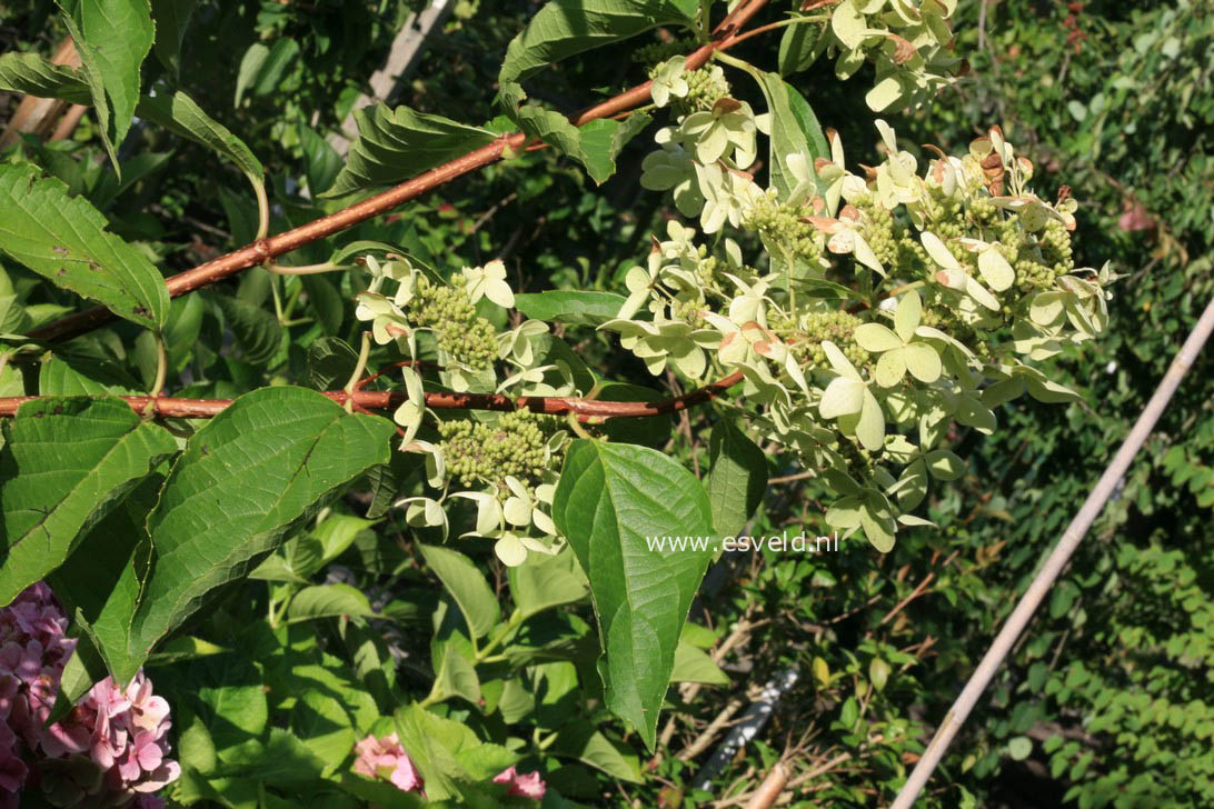 Hydrangea paniculata 'Marie Louise'