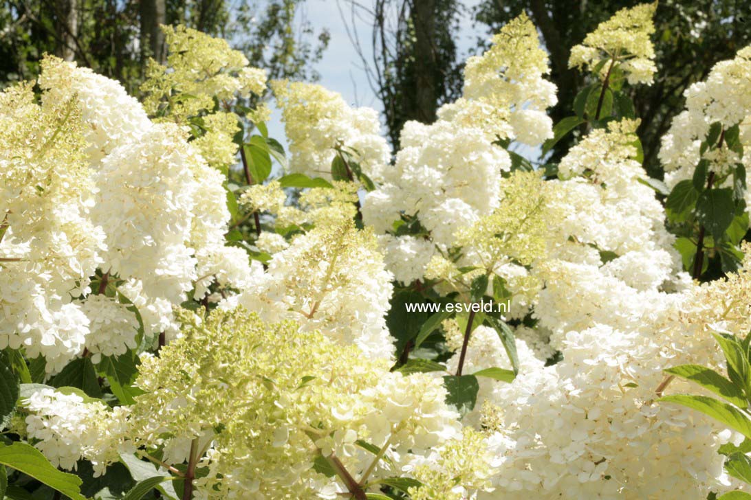 Hydrangea paniculata 'Renhy' (VANILLE FRAISE)