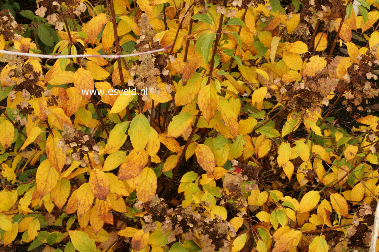 Hydrangea paniculata 'Tender Rose'