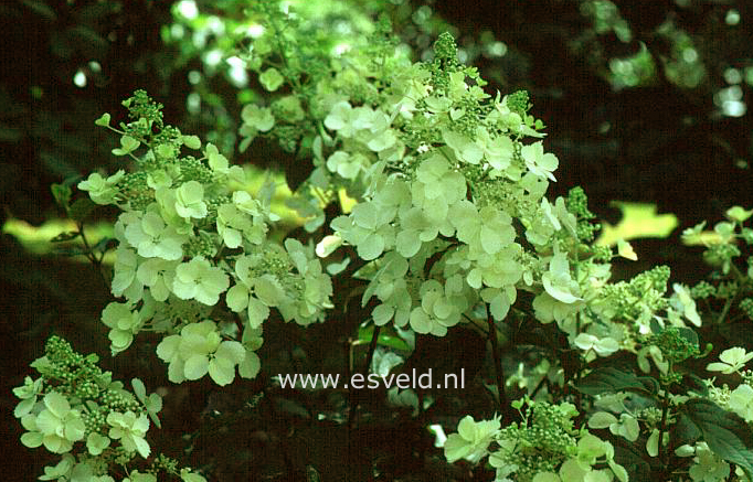 Hydrangea paniculata 'White Lady'