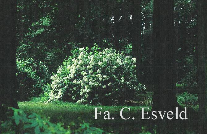 Hydrangea paniculata 'White Moth'