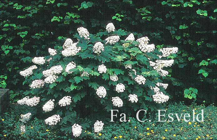 Hydrangea quercifolia 'Flemigea' (SNOWQUEEN)