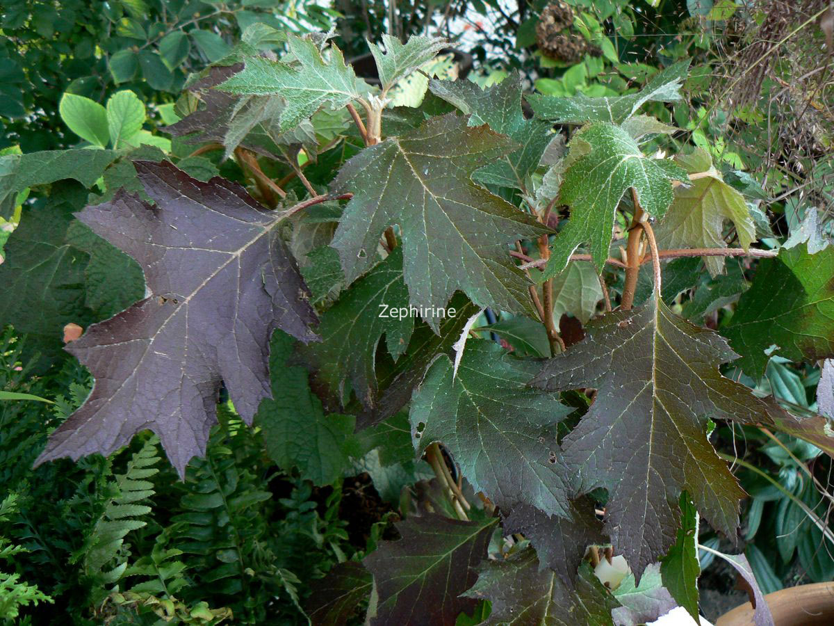 Hydrangea quercifolia 'Haopr010' (ICE CRYSTAL)