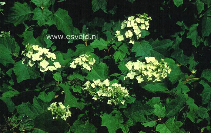 Hydrangea quercifolia 'John Wayne'