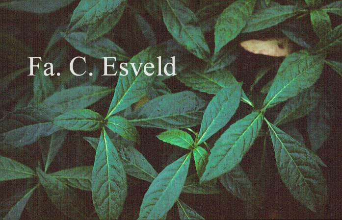 Hydrangea scandens chinensis f. obovatifolia