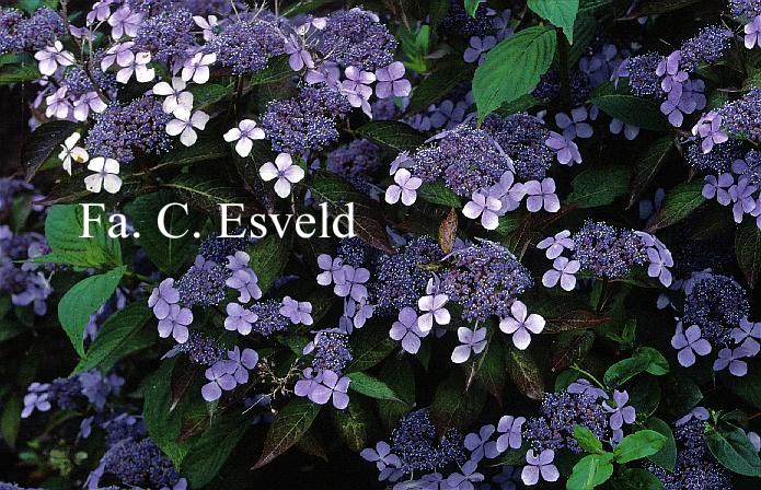 Hydrangea serrata 'Ai-gaku'