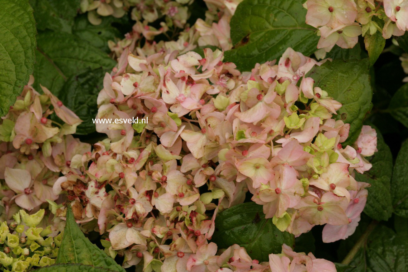 Hydrangea serrata 'Akishino-temari'