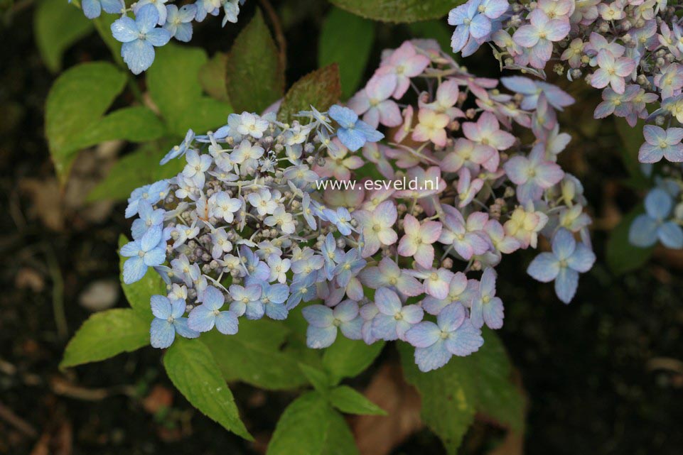 Hydrangea serrata 'Betu-ko-temari'