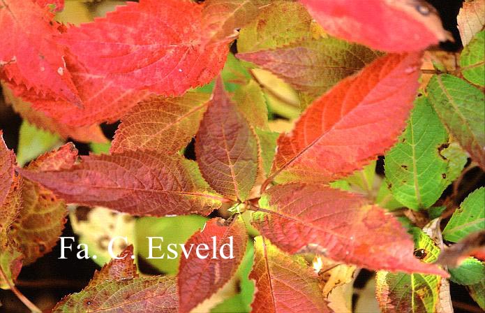 Hydrangea serrata 'Blue Billow'