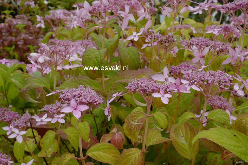 Hydrangea serrata 'Crug Cobalt'