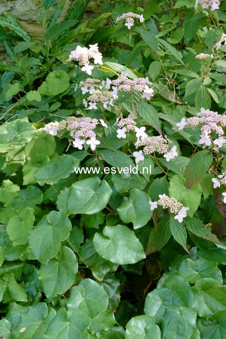 Hydrangea serrata 'Diadem'
